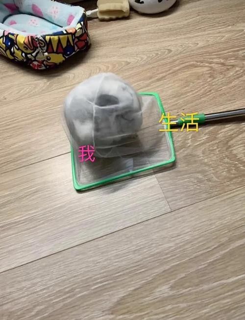 龍貓放風(fēng)后如何快速清理？（龍貓放風(fēng)后如何快速清理）