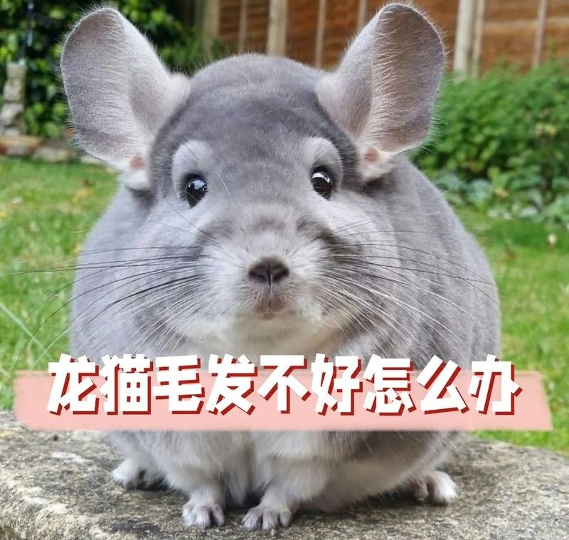 龍貓放風后如何快速清理？（龍貓放風后如何快速清理）