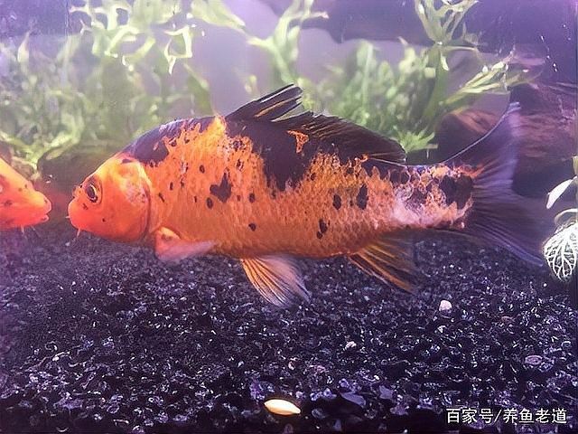 如何預防紅龍魚尾巴長白色疙瘩（如何預防紅龍魚尾巴白色疙瘩）