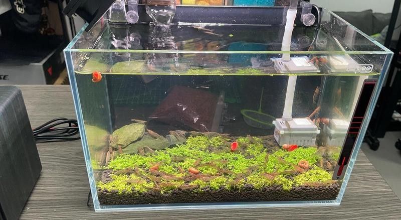 哪種飼料對雷龍魚帆的發育最好（雷龍魚帆的發育與飼料成分密切相關綜合效果較好）