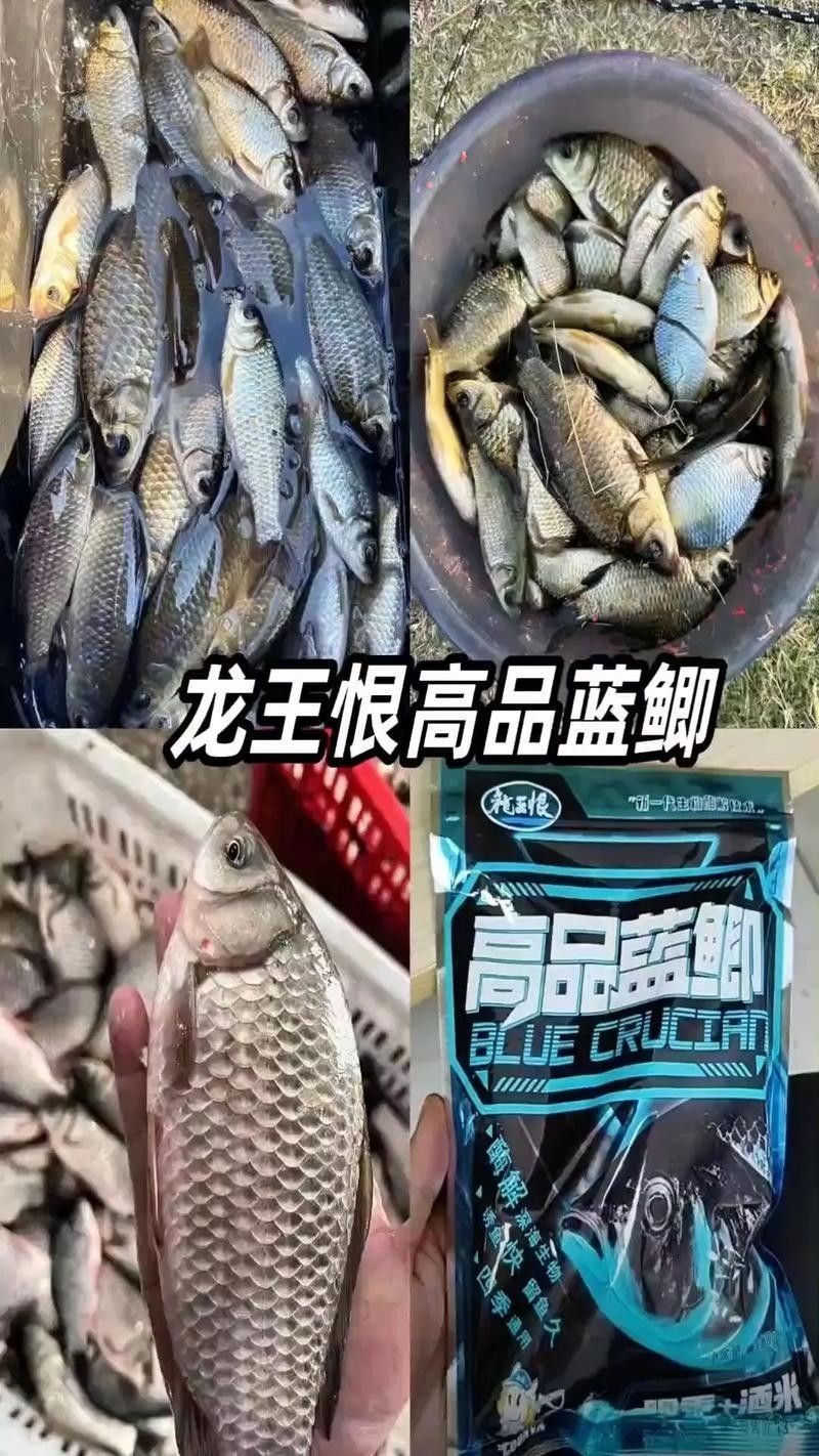 藍龍魚吃什么餌料最好？（藍龍魚吃什么餌料好）
