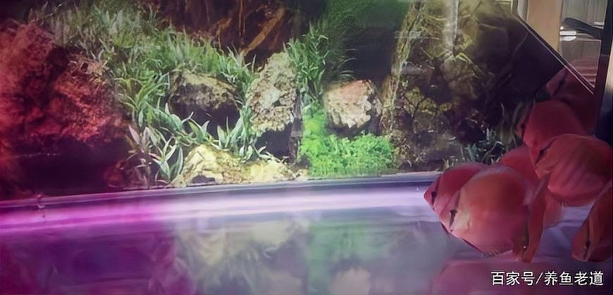 龍魚做檢疫一般持續多久（養魚老道聽，龍魚檢疫的重要性）