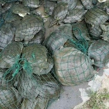 泰安龍魚批發市場的價格如何（泰安龍魚批發市場價格大揭秘）