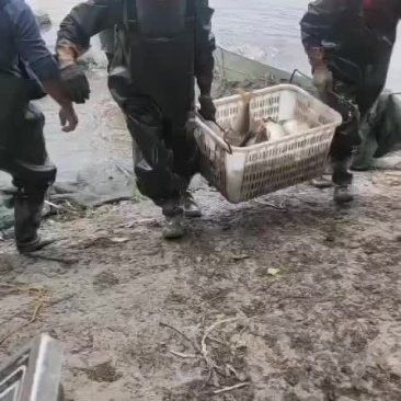泰安龍魚批發市場的價格如何（泰安龍魚批發市場價格大揭秘）