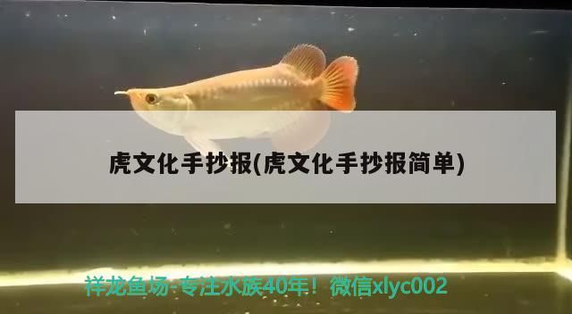 虎文化手抄報(虎文化手抄報簡單)