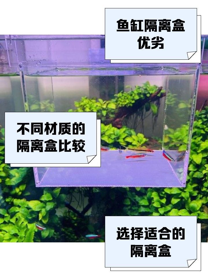 隔離盒哪種材質最好？（養龜用的隔離盒這么多,你真的選對了嗎） 隔離盒哪種材質最好？（養龜用的隔離盒這么多,你真的選對了嗎） 龍魚百科 第6張