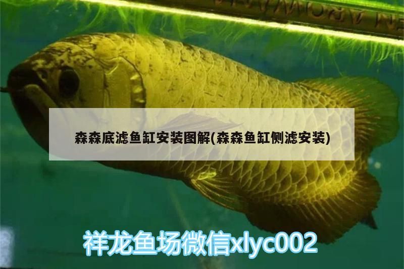 森森底濾魚缸安裝圖解(森森魚缸側濾安裝)（森森底濾魚缸如何安裝）