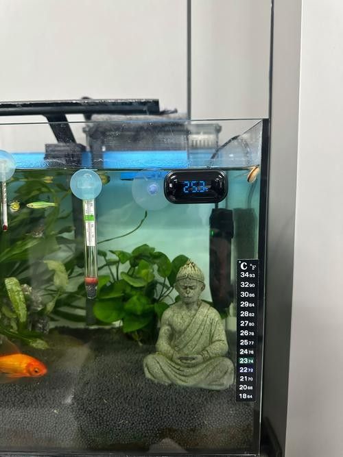 金龍魚溫度計(jì)推薦（金龍魚溫度計(jì)排行榜京東水族溫度計(jì)排行榜京東水族溫度計(jì)排行榜） 金龍魚溫度計(jì)推薦（金龍魚溫度計(jì)排行榜京東水族溫度計(jì)排行榜京東水族溫度計(jì)排行榜） 龍魚百科 第12張