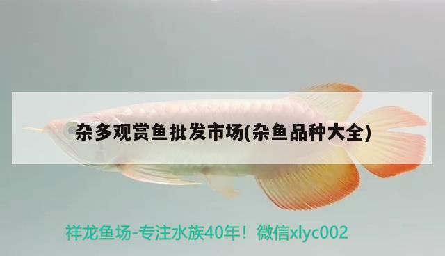 雜多觀賞魚批發(fā)市場(chǎng)(雜魚品種大全)（<strong><mark>北京</mark></strong>最大的觀賞魚批發(fā)市場(chǎng)和觀賞魚批發(fā)市場(chǎng)在哪里）