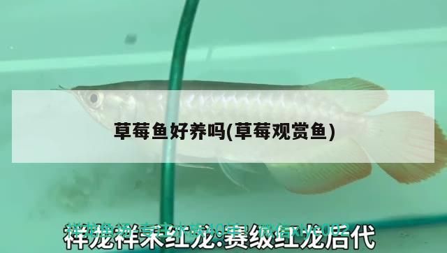 龍魚腸胃感染的診斷可以通過觀察其行為和生理變化來進行判斷，如何判斷龍魚腸胃感染