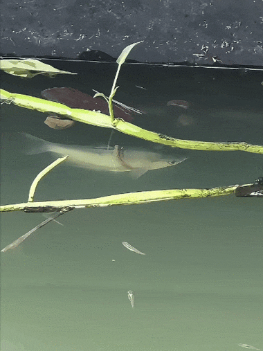 有沒有飛龍魚動態壁紙？（飛龍魚動態壁紙） 有沒有飛龍魚動態壁紙？（飛龍魚動態壁紙） 龍魚百科 第2張