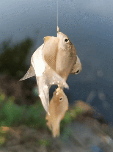 有沒有飛龍魚動態壁紙？（飛龍魚動態壁紙） 有沒有飛龍魚動態壁紙？（飛龍魚動態壁紙） 龍魚百科 第7張