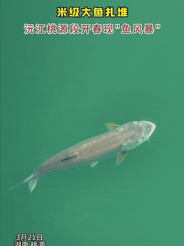 有沒有飛龍魚動態壁紙？（飛龍魚動態壁紙） 有沒有飛龍魚動態壁紙？（飛龍魚動態壁紙） 龍魚百科 第5張