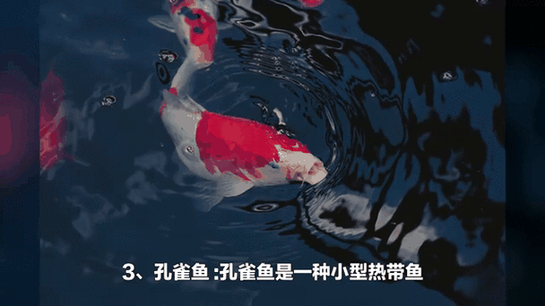 有沒有飛龍魚動態壁紙？（飛龍魚動態壁紙） 有沒有飛龍魚動態壁紙？（飛龍魚動態壁紙） 龍魚百科 第16張