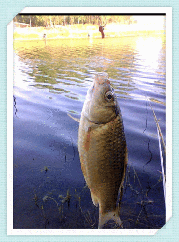 有沒有飛龍魚動態壁紙？（飛龍魚動態壁紙） 有沒有飛龍魚動態壁紙？（飛龍魚動態壁紙） 龍魚百科 第18張