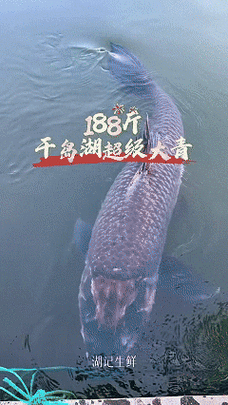 有沒有飛龍魚動態壁紙？（飛龍魚動態壁紙） 有沒有飛龍魚動態壁紙？（飛龍魚動態壁紙） 龍魚百科 第15張