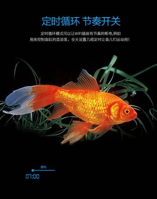 有沒有飛龍魚動態壁紙？（飛龍魚動態壁紙） 有沒有飛龍魚動態壁紙？（飛龍魚動態壁紙） 龍魚百科 第11張