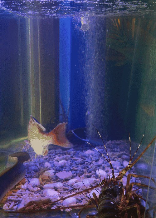 有沒有飛龍魚動態壁紙？（飛龍魚動態壁紙） 有沒有飛龍魚動態壁紙？（飛龍魚動態壁紙） 龍魚百科 第8張