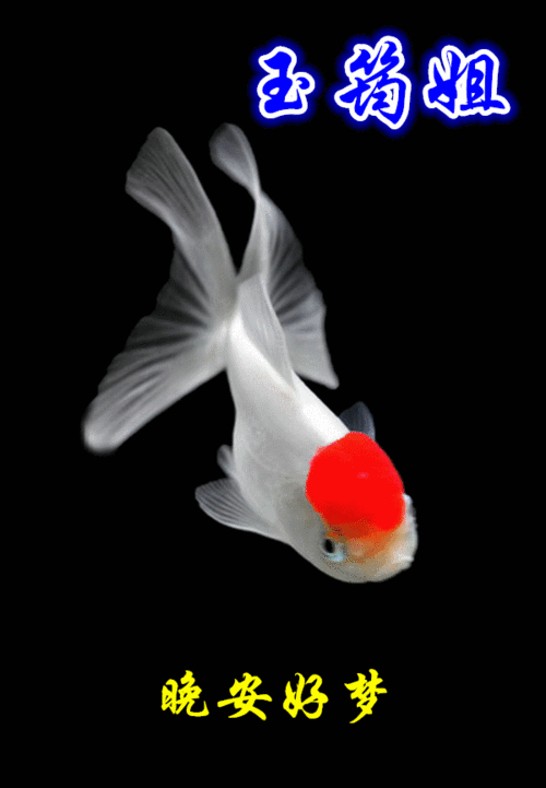 有沒有飛龍魚動態壁紙？（飛龍魚動態壁紙） 有沒有飛龍魚動態壁紙？（飛龍魚動態壁紙） 龍魚百科 第19張