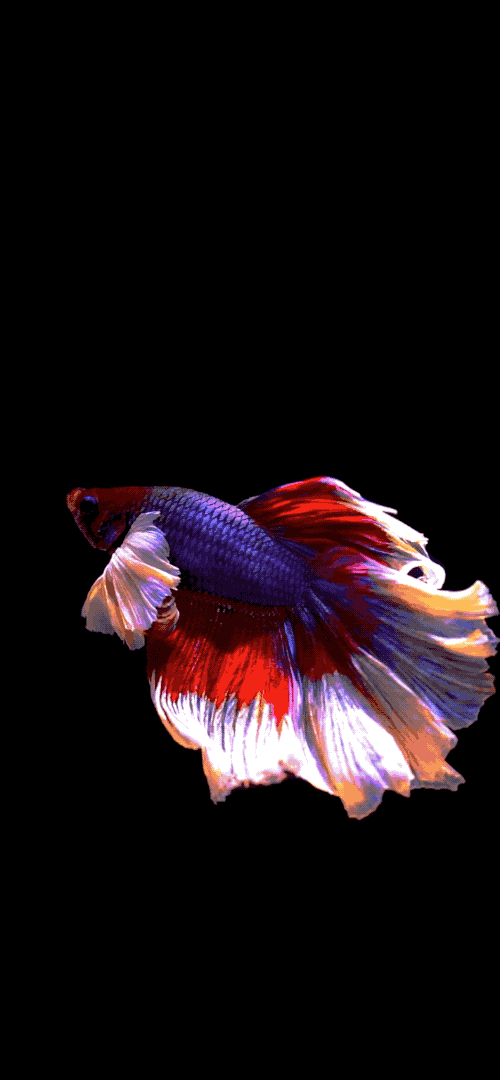 有沒有飛龍魚動態壁紙？（飛龍魚動態壁紙） 有沒有飛龍魚動態壁紙？（飛龍魚動態壁紙） 龍魚百科 第9張