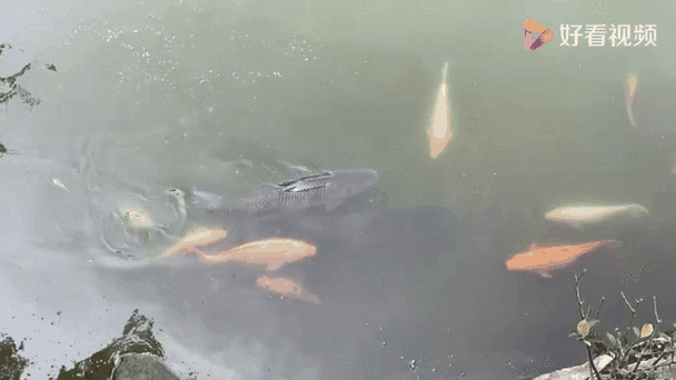 有沒有飛龍魚動態壁紙？（飛龍魚動態壁紙） 有沒有飛龍魚動態壁紙？（飛龍魚動態壁紙） 龍魚百科 第10張