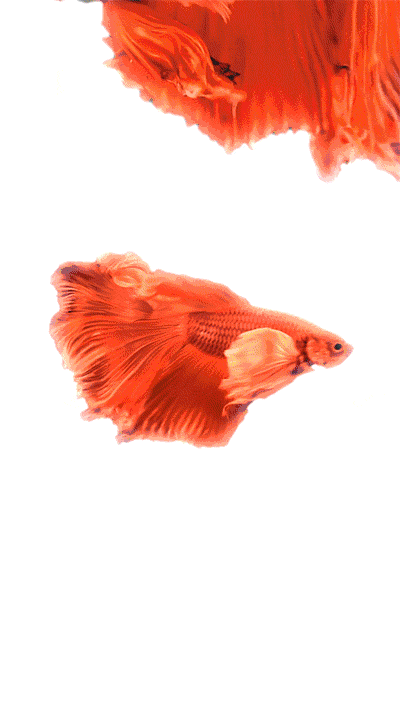 有沒有飛龍魚動態壁紙？（飛龍魚動態壁紙） 有沒有飛龍魚動態壁紙？（飛龍魚動態壁紙） 龍魚百科 第12張