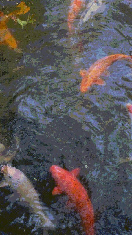 有沒有飛龍魚動態壁紙？（飛龍魚動態壁紙） 有沒有飛龍魚動態壁紙？（飛龍魚動態壁紙） 龍魚百科 第17張
