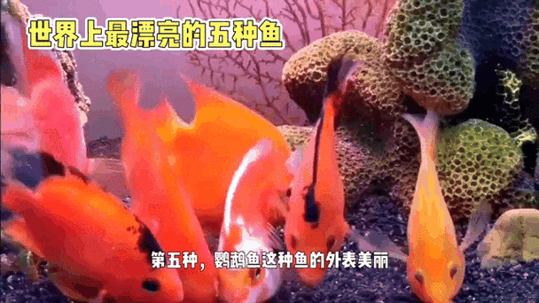 有沒有飛龍魚動態壁紙？（飛龍魚動態壁紙） 有沒有飛龍魚動態壁紙？（飛龍魚動態壁紙） 龍魚百科 第20張