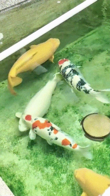 有沒有飛龍魚動態壁紙？（飛龍魚動態壁紙） 有沒有飛龍魚動態壁紙？（飛龍魚動態壁紙） 龍魚百科 第23張