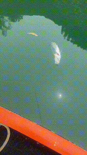 有沒有飛龍魚動態壁紙？（飛龍魚動態壁紙） 有沒有飛龍魚動態壁紙？（飛龍魚動態壁紙） 龍魚百科 第25張