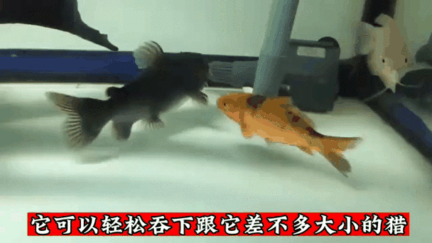 有沒有飛龍魚動態壁紙？（飛龍魚動態壁紙） 有沒有飛龍魚動態壁紙？（飛龍魚動態壁紙） 龍魚百科 第24張