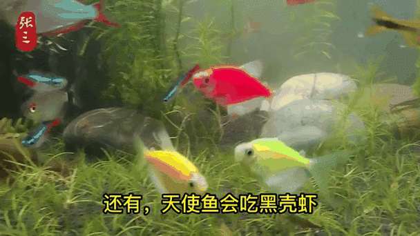 有沒有飛龍魚動態壁紙？（飛龍魚動態壁紙） 有沒有飛龍魚動態壁紙？（飛龍魚動態壁紙） 龍魚百科 第22張