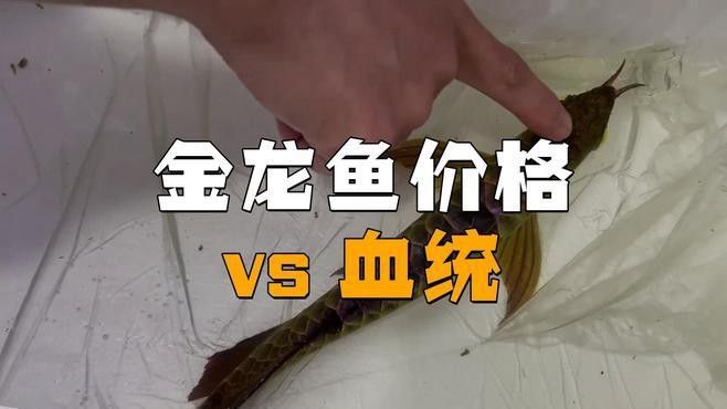 金塔金龍魚（觀賞魚品種“金塔”品牌及其產品及其產品及其產品）
