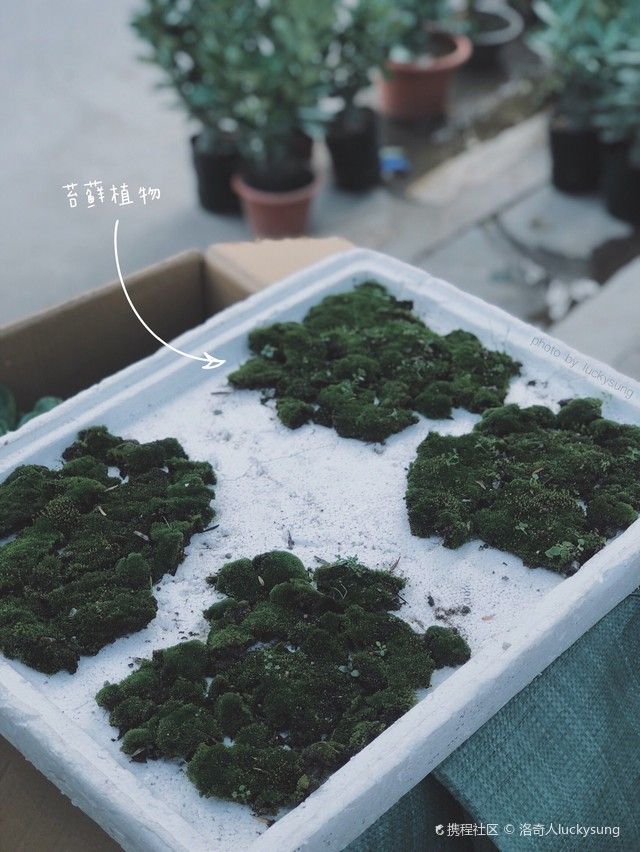龍魚鱗片褪色透明(龍魚鱗片顏色不一樣)（龍魚鱗片褪色透明和龍魚鱗片褪色透明和龍魚鱗片褪色透明） 龍魚鱗片褪色透明(龍魚鱗片顏色不一樣)（龍魚鱗片褪色透明和龍魚鱗片褪色透明和龍魚鱗片褪色透明） 觀賞魚百科 第2張