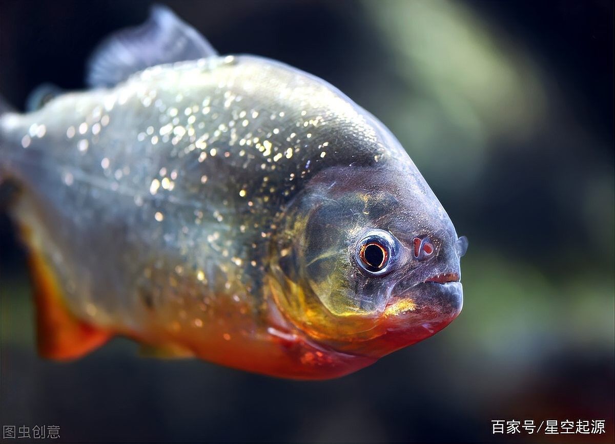 金龍魚和食人魚能一起養嗎？（金龍魚和食人魚能否一起養？） 金龍魚和食人魚能一起養嗎？（金龍魚和食人魚能否一起養？） 龍魚百科 第2張