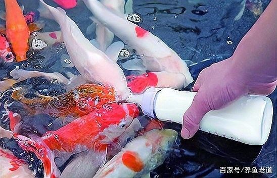 紅龍魚訓練互動的最佳時機（紅龍魚訓練互動的最佳時機是**） 紅龍魚訓練互動的最佳時機（紅龍魚訓練互動的最佳時機是**） 龍魚百科 第4張