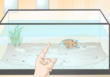 紅龍魚訓練互動的最佳時機（紅龍魚訓練互動的最佳時機是**） 紅龍魚訓練互動的最佳時機（紅龍魚訓練互動的最佳時機是**） 龍魚百科 第5張