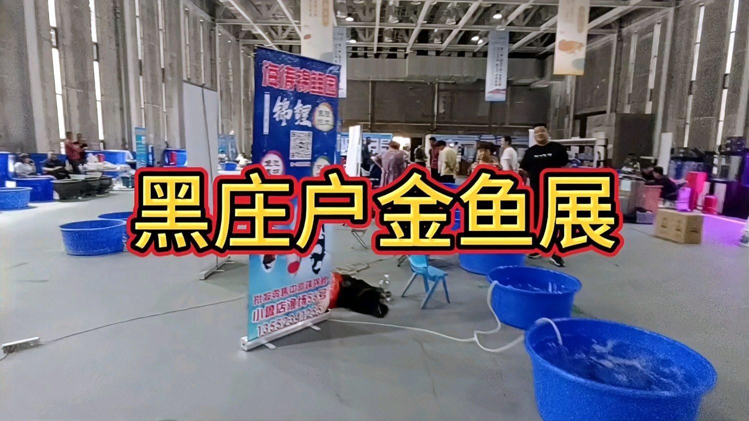 朝陽縣哪個水族館龍魚好？祥龍魚場龍魚 朝陽縣哪個水族館龍魚好？祥龍魚場龍魚 龍魚百科 第8張