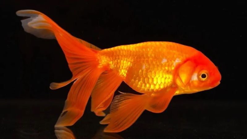 朝陽縣哪個水族館龍魚好？祥龍魚場龍魚 朝陽縣哪個水族館龍魚好？祥龍魚場龍魚 龍魚百科 第11張