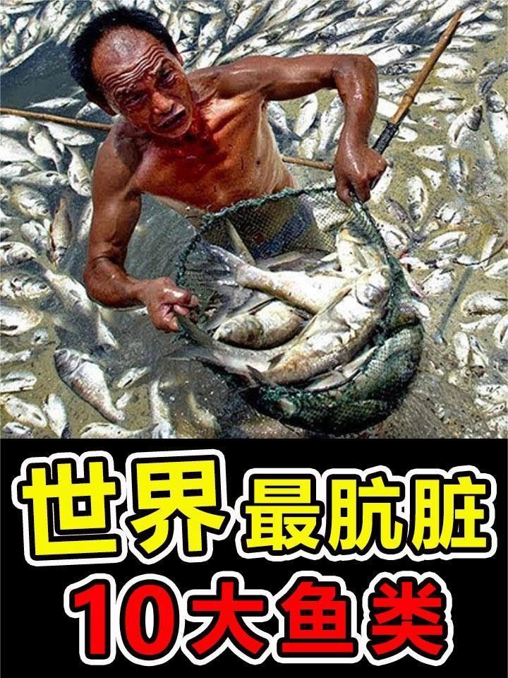 <strong><mark>北海</mark></strong>龍魚是世界上最臟的魚嗎（世界上“最臟”的10種魚，第一名吃糞便長大）