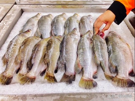 北海龍魚是世界上最臟的魚嗎（世界上“最臟”的10種魚，第一名吃糞便長大）
