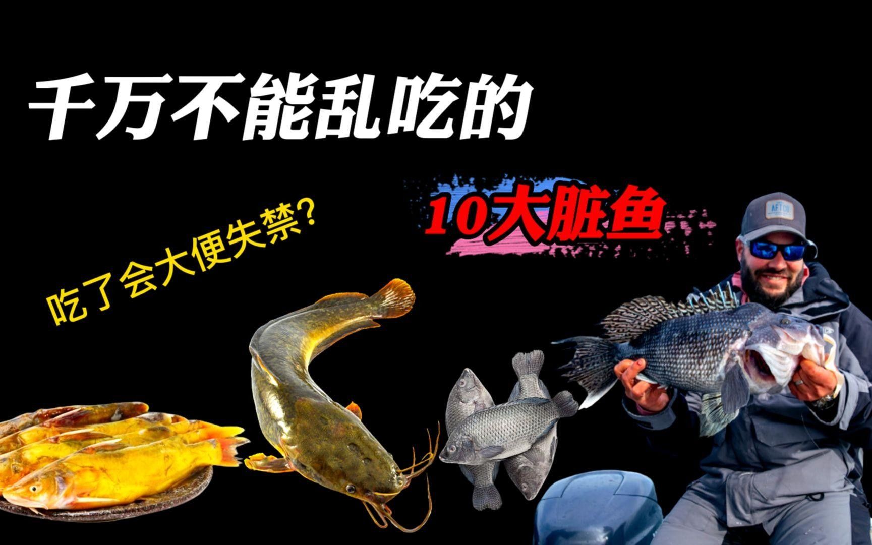 北海龍魚是世界上最臟的魚嗎（世界上“最臟”的10種魚，第一名吃糞便長大）