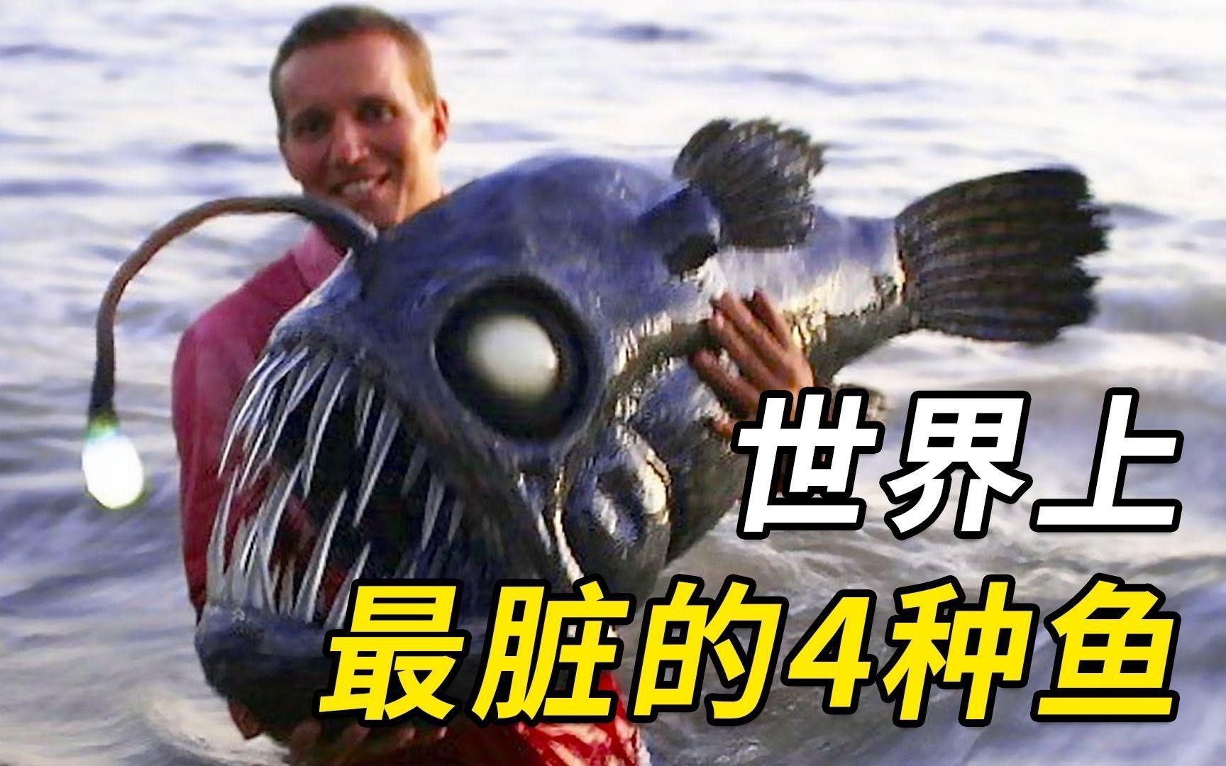 北海龍魚是世界上最臟的魚嗎（世界上“最臟”的10種魚，第一名吃糞便長大）