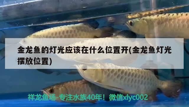 金龍魚的燈光應該在什么位置開(金龍魚燈光擺放位置)（金龍魚的燈光擺放位置）