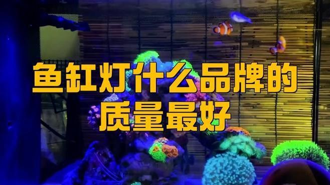 藍底龍魚需要哪些燈光設備（藍底金龍魚用什么燈光照利于發色）