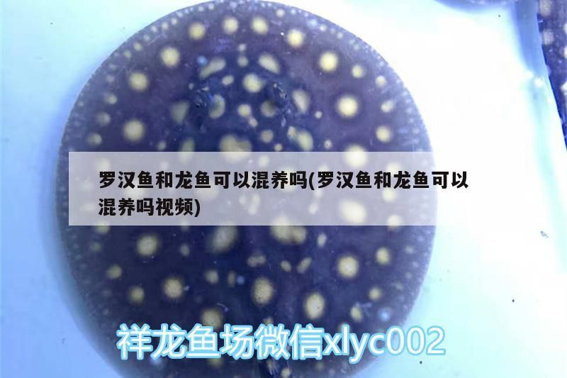 羅漢魚和龍魚可以混養(yǎng)嗎(羅漢魚和龍魚可以混養(yǎng)嗎視頻)（關(guān)于羅漢魚和龍魚可以混養(yǎng)嗎）
