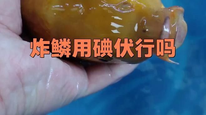 如何治療龍魚的炸鱗病（魏pay醬旅行記，龍魚炸鱗的三大原因及相關治療方法）