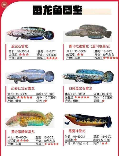 雷龍魚飼養需要哪些條件