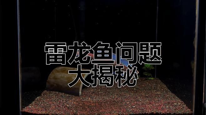 雷龍魚飼養需要哪些條件