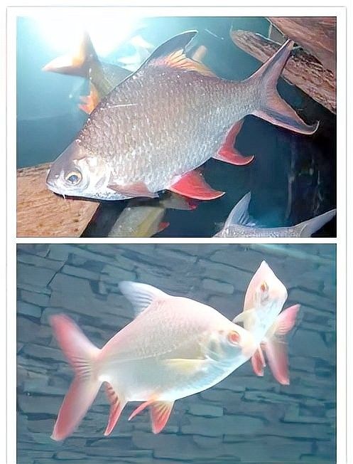 泰國大鯽魚和龍魚的食物有何不同（泰國大鯽魚和龍魚混養需要注意什么泰國鯽魚和龍魚混養的好處） 泰國大鯽魚和龍魚的食物有何不同（泰國大鯽魚和龍魚混養需要注意什么泰國鯽魚和龍魚混養的好處） 龍魚百科 第3張